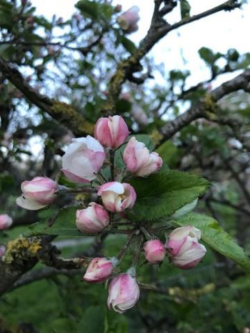 In Het Fruit Bed & Breakfast Zuidoostbeemster