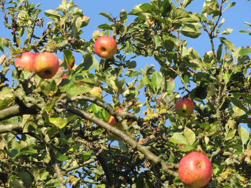 In Het Fruit Bed & Breakfast Zuidoostbeemster